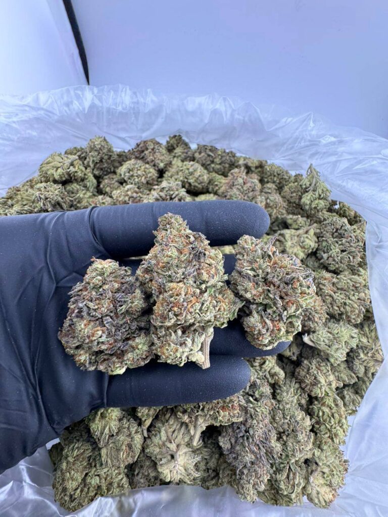 candy pave strain, candy pave weed strain, candy pavé strain leafly, candy pavé strain allbud, candy pave #13 strain, candy pave strain effects, candy pave strain indica or sativa