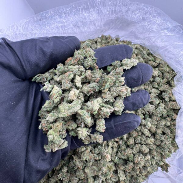 black domina strain, black domina weed strain, black domina strain allbud, black domina strain effects, black domina strain review, black domina strain seeds, black domina strain flowering time