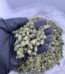 black domina strain, black domina weed strain, black domina strain allbud, black domina strain effects, black domina strain review, black domina strain seeds, black domina strain flowering time