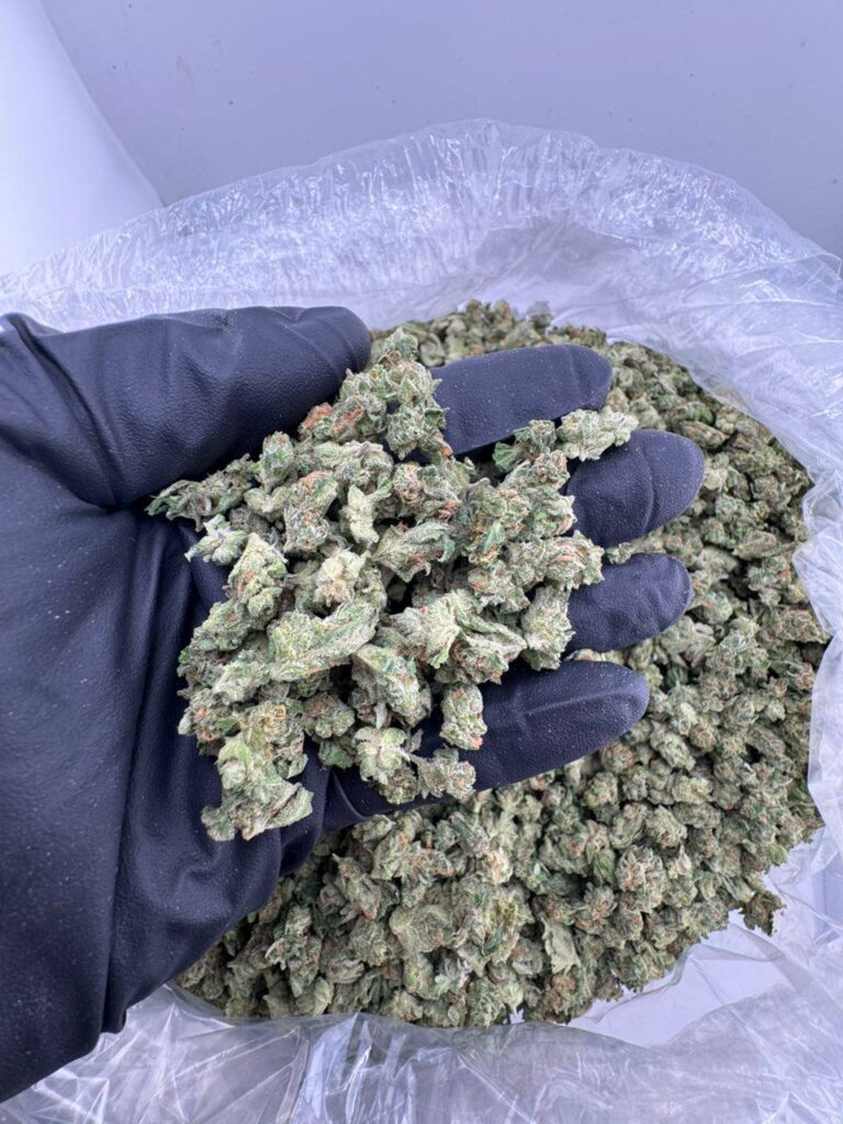 black domina strain, black domina weed strain, black domina strain allbud, black domina strain effects, black domina strain review, black domina strain seeds, black domina strain flowering time