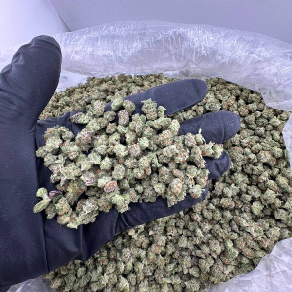 garlic cookies strain, garlic cookie strain, garlic cookies weed strain, garlic cookies strain review, garlic cookies strain effects, garlic cookies strain leafly, platinum garlic cookies strain