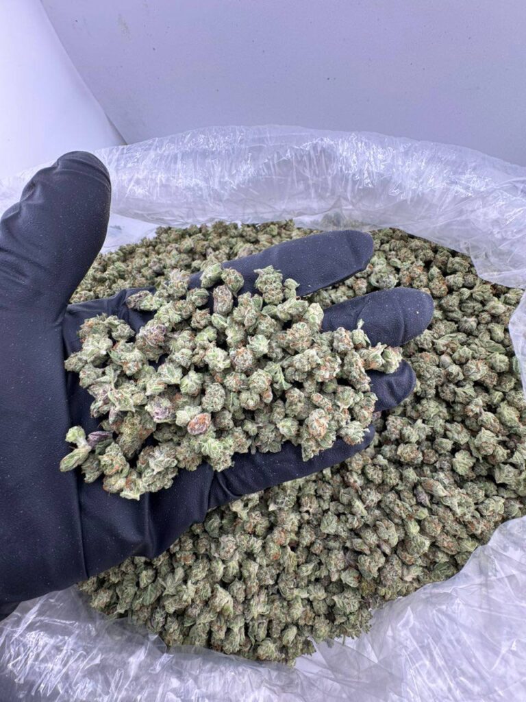 garlic cookies strain, garlic cookie strain, garlic cookies weed strain, garlic cookies strain review, garlic cookies strain effects, garlic cookies strain leafly, platinum garlic cookies strain
