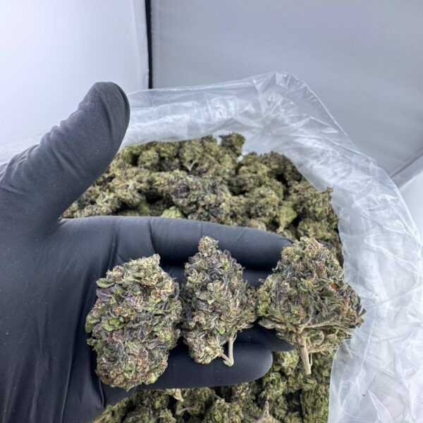 buy Modified Sunset strain online, Modified Sunset weed strain for sale near me, order Modified Sunset strain Mohave cannabis, Modified Sunset strain review and effects, Modified Sunset strain THC content and flavor, Modified Sunset Allbud strain price, Modified Sunset indica or sativa strain info
