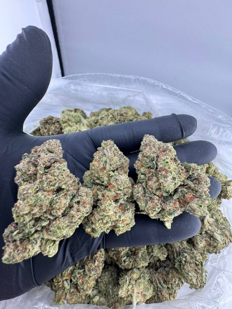 buy Grandi Guava strain online, Grandi Guava weed strain for sale USA, Hightalian Farms Grandi Guava strain bulk order, Grandi Guava strain Allbud reviews, Grandi Guava indica or sativa effects, Grandi Guava strain Leafly info, Grandi Guava strain price per ounce