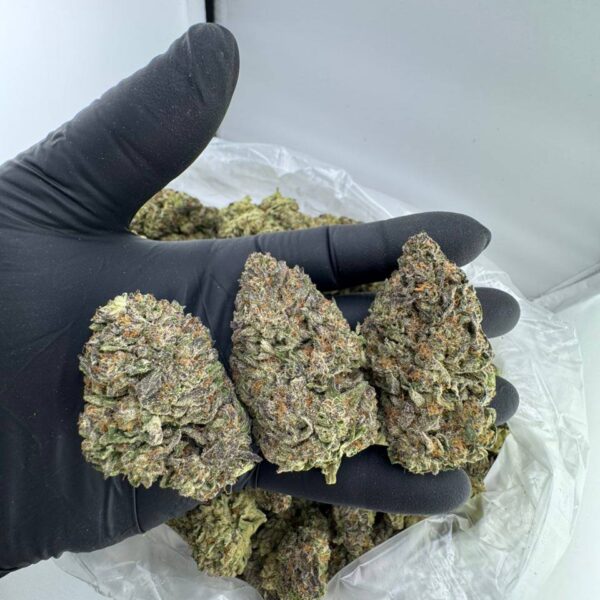 buy Purple Milk strain online, Purple Milk weed strain for sale USA, Purple Milk strain Allbud reviews, Purple Milk strain Leafly info, Purple Milk strain effects and flavor, order Purple Cereal Milk strain bulk, Purple Milk cannabis price per ounce