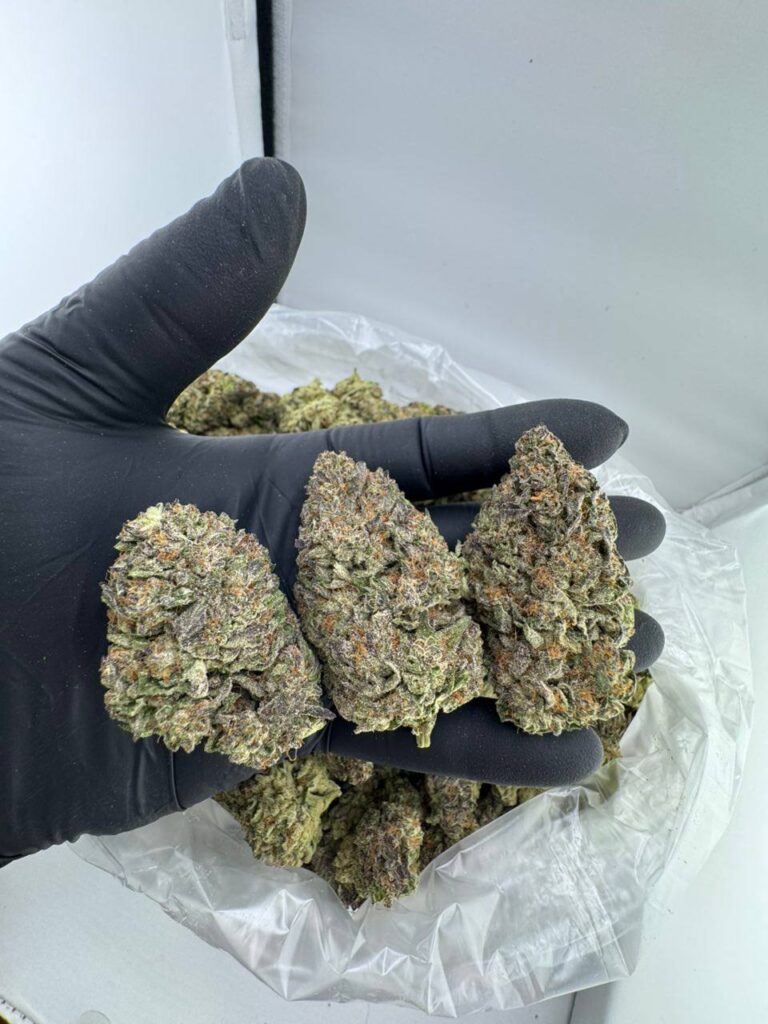 buy Purple Milk strain online, Purple Milk weed strain for sale USA, Purple Milk strain Allbud reviews, Purple Milk strain Leafly info, Purple Milk strain effects and flavor, order Purple Cereal Milk strain bulk, Purple Milk cannabis price per ounce