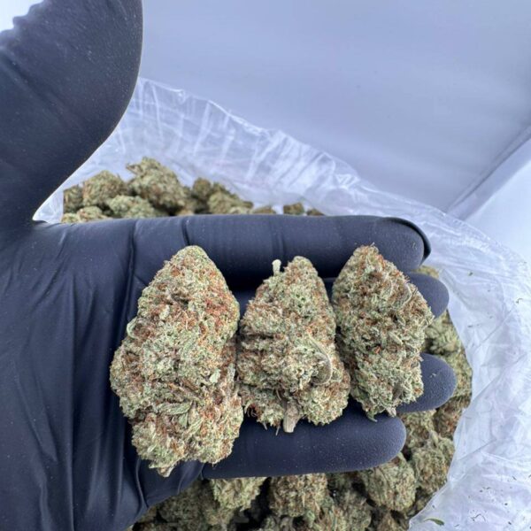 buy Platinum Glue strain online, Platinum Gorilla Glue strain for sale near me, Platinum Glue weed strain Allbud reviews, Platinum Cookie Glue cannabis bulk order, Platinum Gorilla Glue strain effects and price, Platinum Glue strain Leafly info, order Platinum Glue Sniffer strain online
