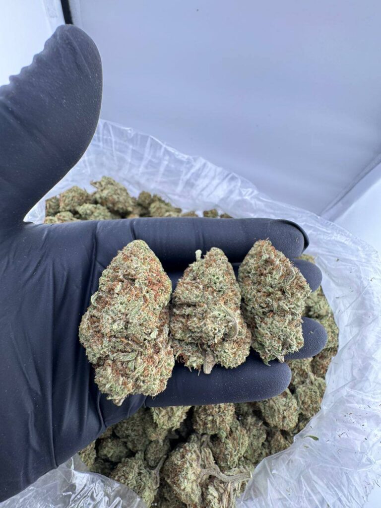 buy Platinum Glue strain online, Platinum Gorilla Glue strain for sale near me, Platinum Glue weed strain Allbud reviews, Platinum Cookie Glue cannabis bulk order, Platinum Gorilla Glue strain effects and price, Platinum Glue strain Leafly info, order Platinum Glue Sniffer strain online
