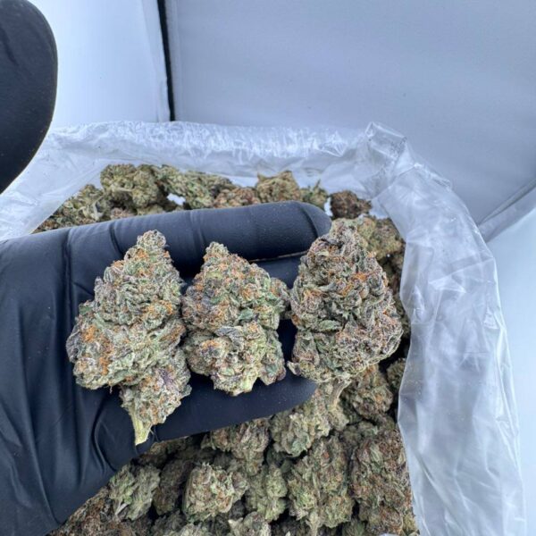 buy Han Solo Burger strain online, Han Solo Burger weed strain for sale, Han Solo Burger strain seeds pack, Han Solo Burger strain effects and reviews, Han Solo Burger indica strain purchase, Han Solo Burger cannabis strain Leafly info, order Hans Solo Burger strain online