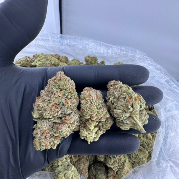 buy Cheetah Piss strain online, Cheetah Piss weed strain for sale, Cheetah Piss cannabis strain Leafly reviews, Cheetah Piss weed delivery near me, Cheetah Piss strain seeds for sale, Cheetah Piss autoflower seeds online, order Cheetah Piss hybrid strain now