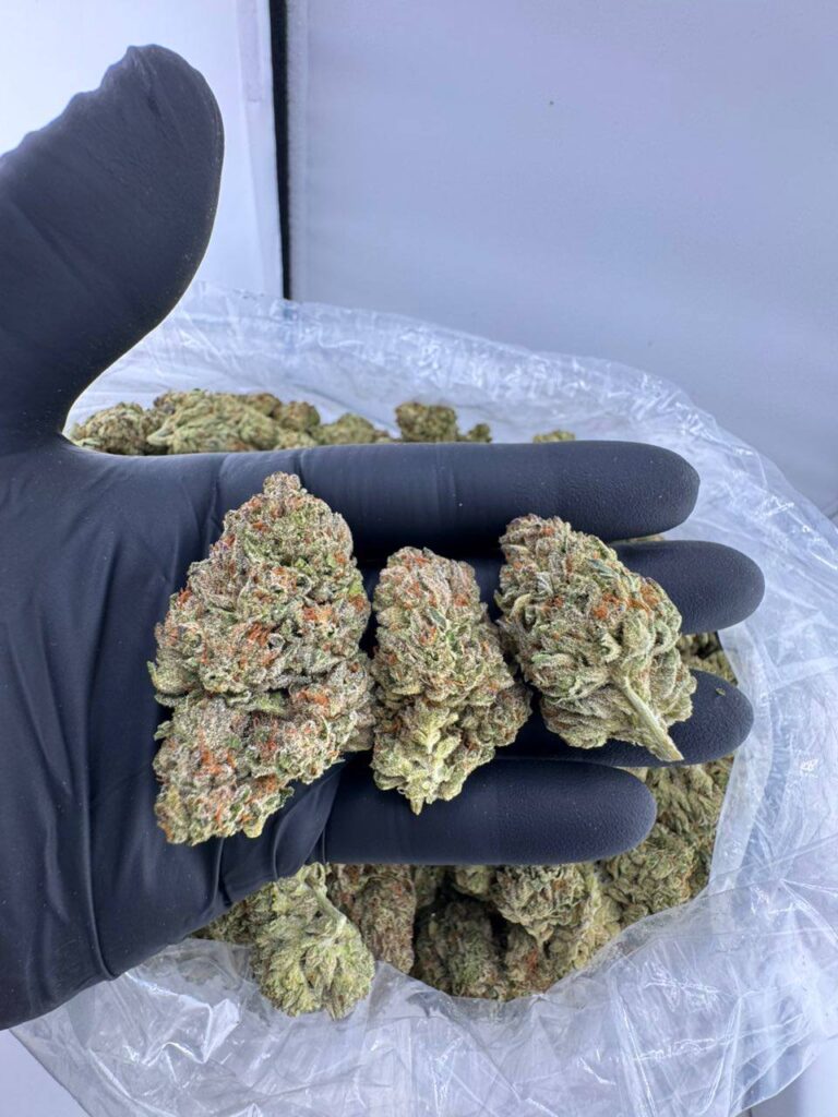 buy Cheetah Piss strain online, Cheetah Piss weed strain for sale, Cheetah Piss cannabis strain Leafly reviews, Cheetah Piss weed delivery near me, Cheetah Piss strain seeds for sale, Cheetah Piss autoflower seeds online, order Cheetah Piss hybrid strain now