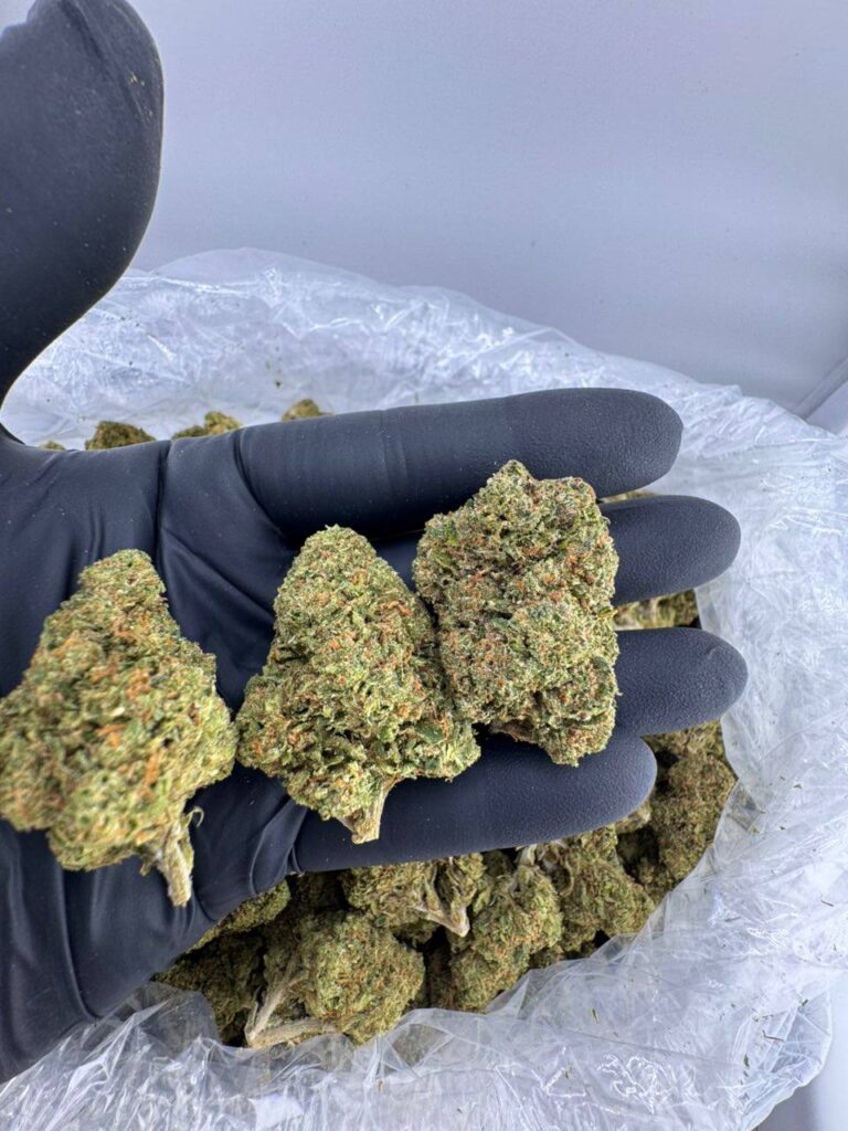 buy Lemon Cherry Gas strain online, Lemon Cherry Gas weed for sale, order Lemon Cherry Gas strain near me, Lemon Cherry Gas strain coldfire disposable, Lemon Cherry Gas hybrid cannabis delivery, Lemon Cherry Gas strain Leafly review, Lemon Cherry Gas bulk weed purchase, lemon cherry gas strain​